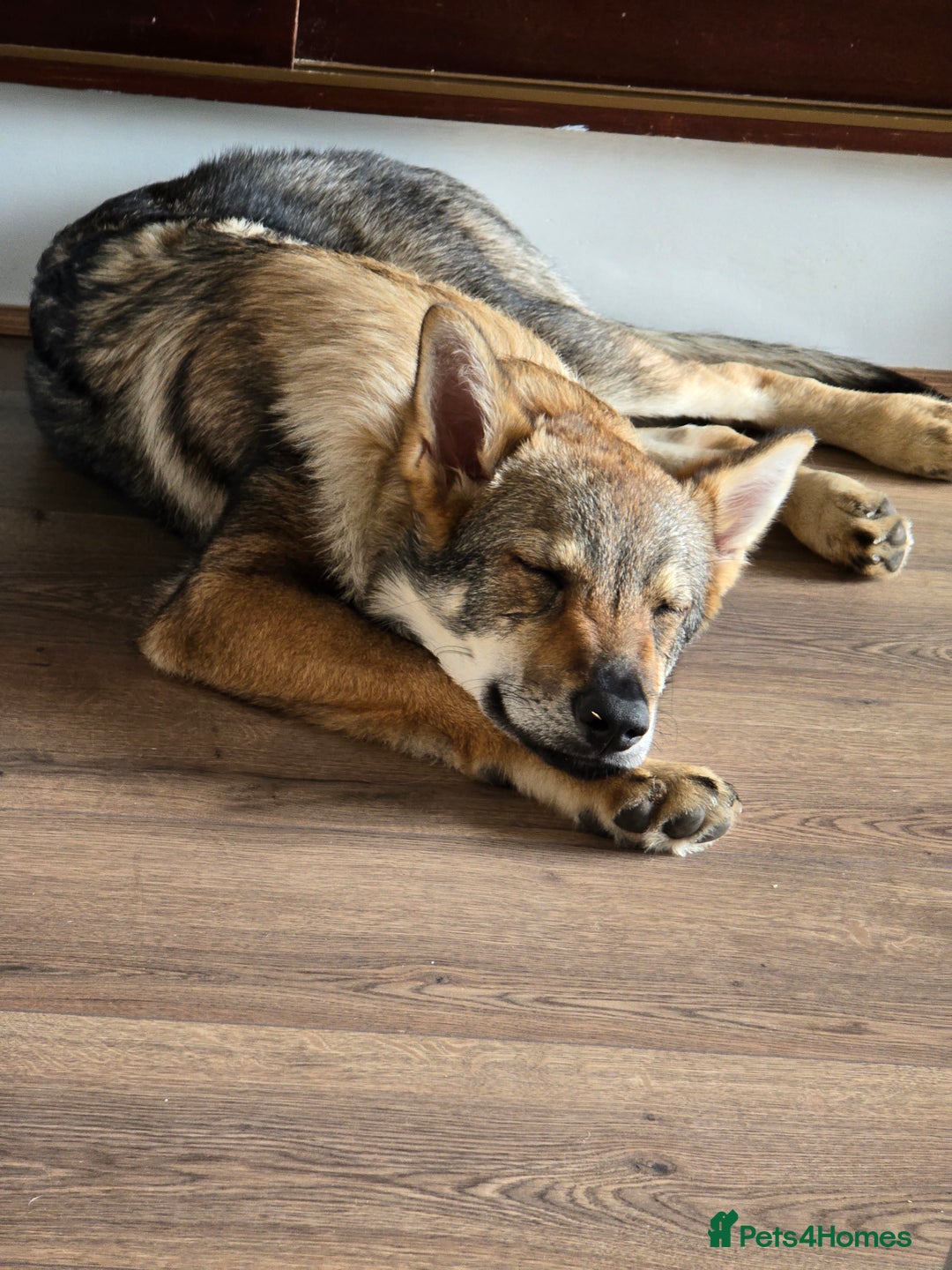 Saarloos Wolfdog dogs for sale: Saarloos wolfdog - Image 3