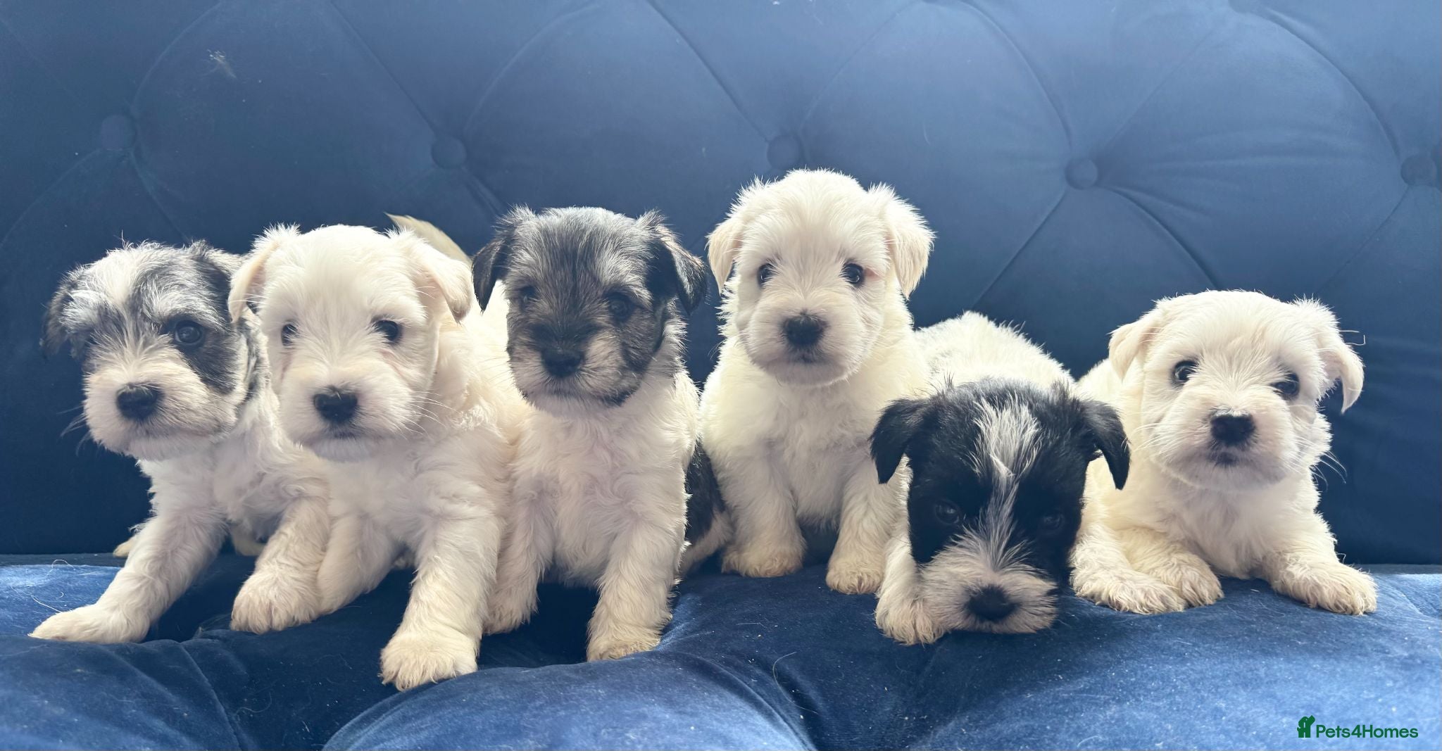 Miniature Schnauzer dogs for sale: Stunning, healthy BVA/MAC screened mini schnauzers - Advert 1