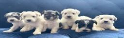 Miniature Schnauzer dogs for sale: Stunning, healthy BVA/MAC screened mini schnauzers - Advert 1