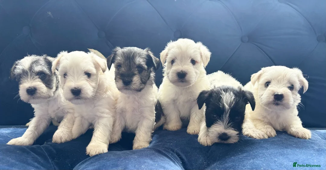 Miniature Schnauzer dogs for sale: Stunning, healthy BVA/MAC screened mini schnauzers - Advert 1