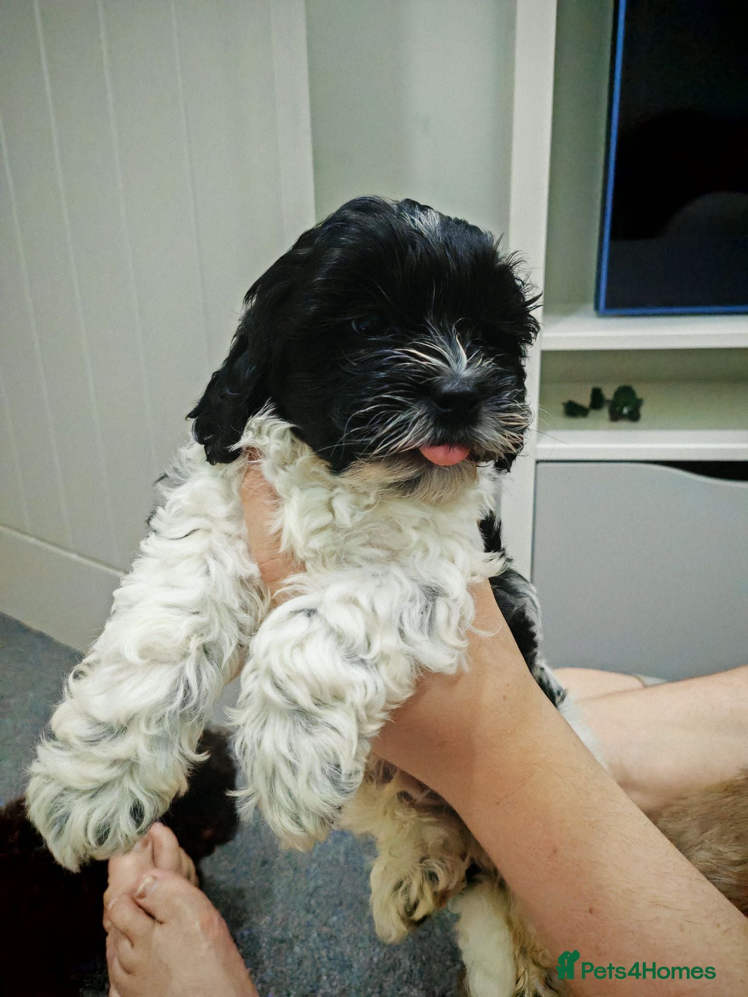 Shihpoo dogs shihpoo pups are ready 4 thr furever homes - Advert 9
