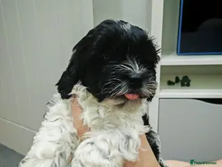 Shihpoo dogs shihpoo pups are ready 4 thr furever homes - Advert 1