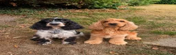 Cocker Spaniel dogs for sale: 4 year old spaniels girl and boy for sale  in Tonbridge - Advert 1
