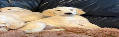 Golden Retriever 4