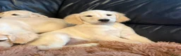 Golden Retriever dogs for sale: KC registered golden retriever puppies  - Advert 6