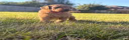 Miniature Poodle dogs for sale:  🐾 KC Registered Miniature Poodles-Red&Apricot 🐾 - Advert 17