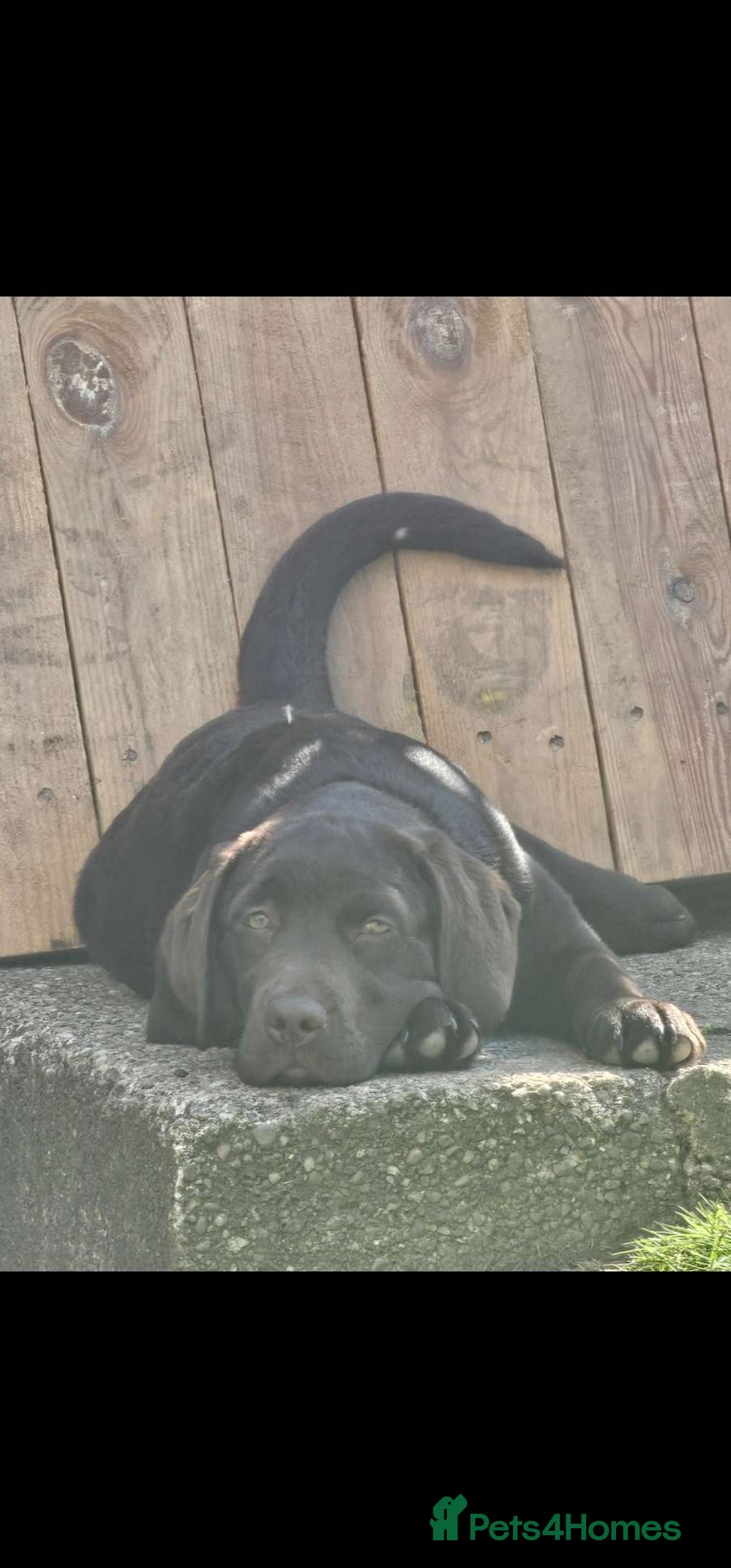 Labrador Retriever dogs for sale: Chocolate labrador puppy - Image 1