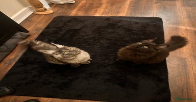 Maine Coon cats Maine coon kittens  - Advert 4