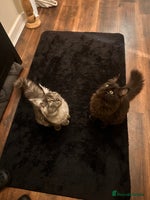 Maine Coon cats Maine coon kittens - Advert 2