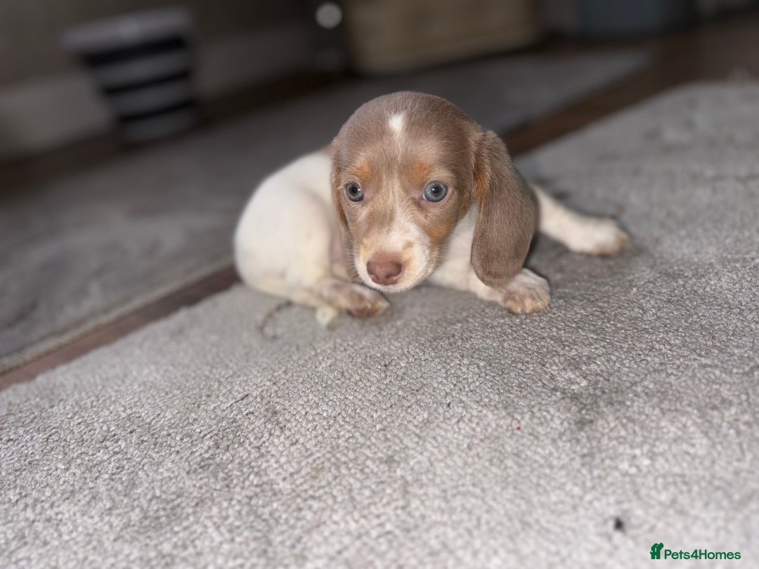 Dachshund dogs for sale: Miniature Dachshund REDUCED  - Image 9