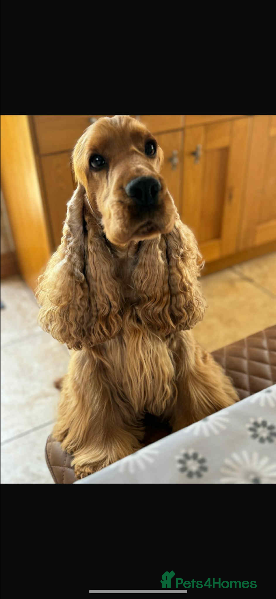 Cocker Spaniel dogs for sale: Litter of show type cocker spaniels  - Image 11