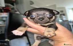 Chihuahua dogs for sale: Tiny chihuahua puppies  - Image 8