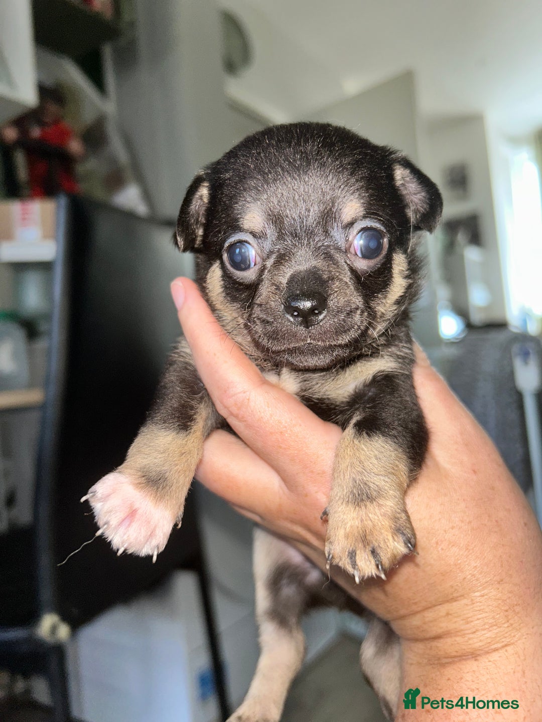 Chihuahua dogs for sale: Tiny chihuahua puppies  - Image 8
