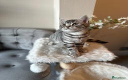 British Shorthair cats for sale: SILVER TABBIES - Registered & Full Pedigree - Image 29