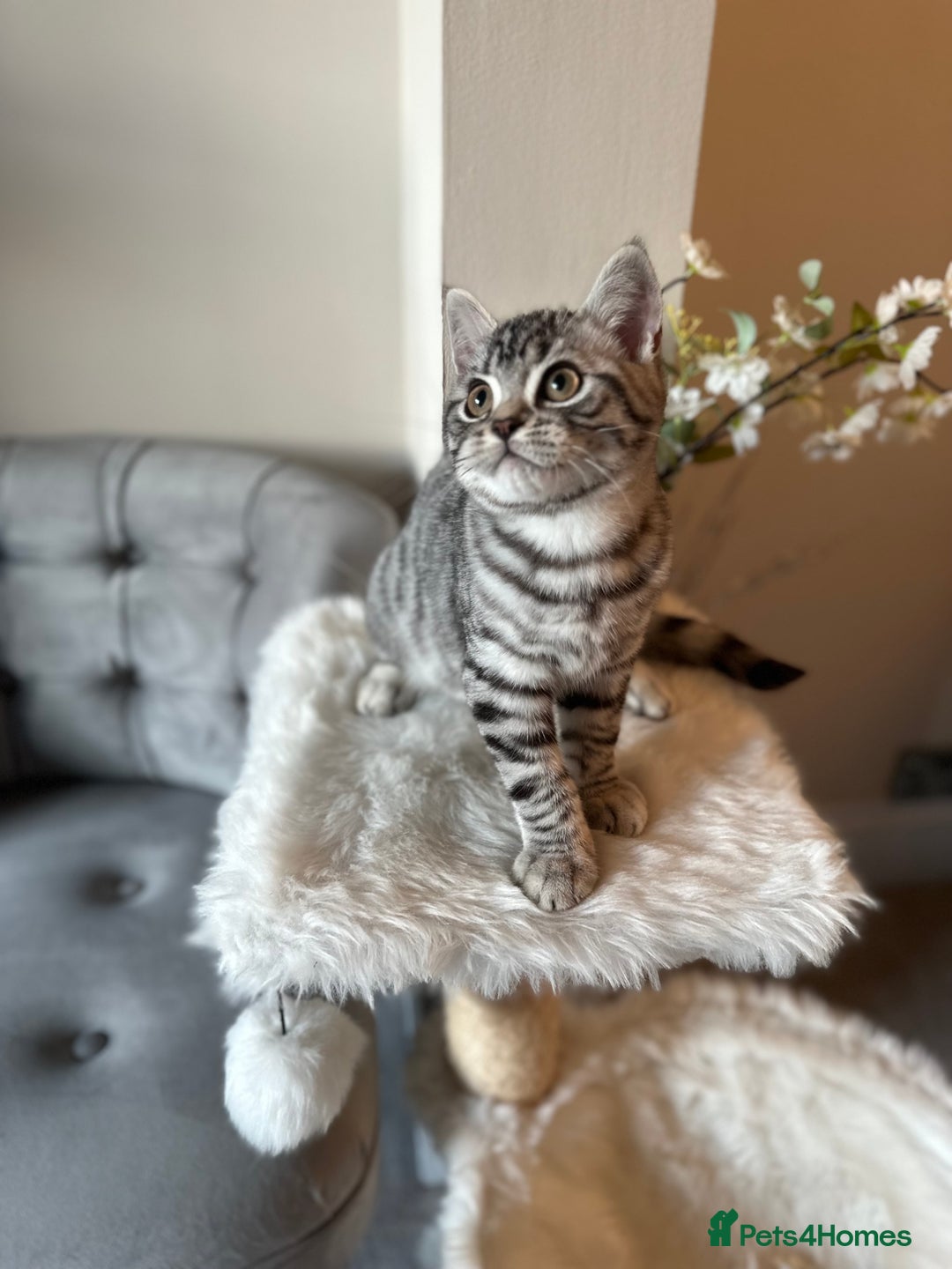 British Shorthair cats for sale: SILVER TABBIES - Registered & Full Pedigree - Image 29