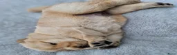 Chow Chow dogs for sale: Show stopping DWKC chow chow pups - Advert 23