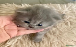British Longhair cats for sale: HEALTH TESTED BRITISH LONGHAIR MAINE COON BLUE - Image 8