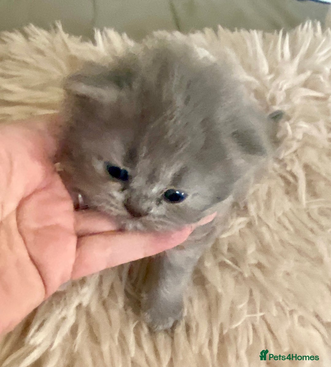 British Longhair cats for sale: HEALTH TESTED BRITISH LONGHAIR MAINE COON BLUE - Image 8