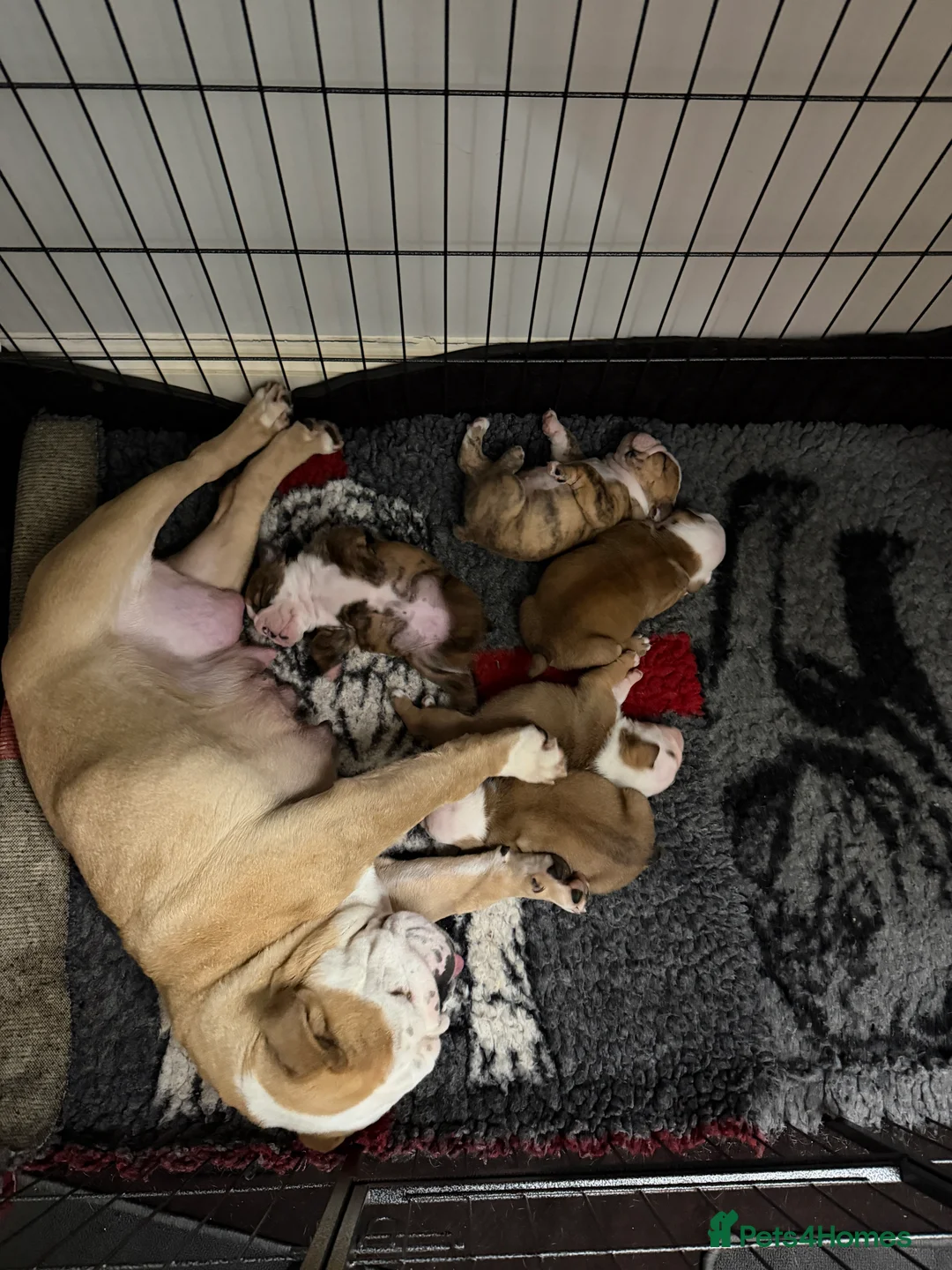 English Bulldog dogs for sale: *2 Boys* Bulldog Puppies - KC Standard/Registered - Advert 12