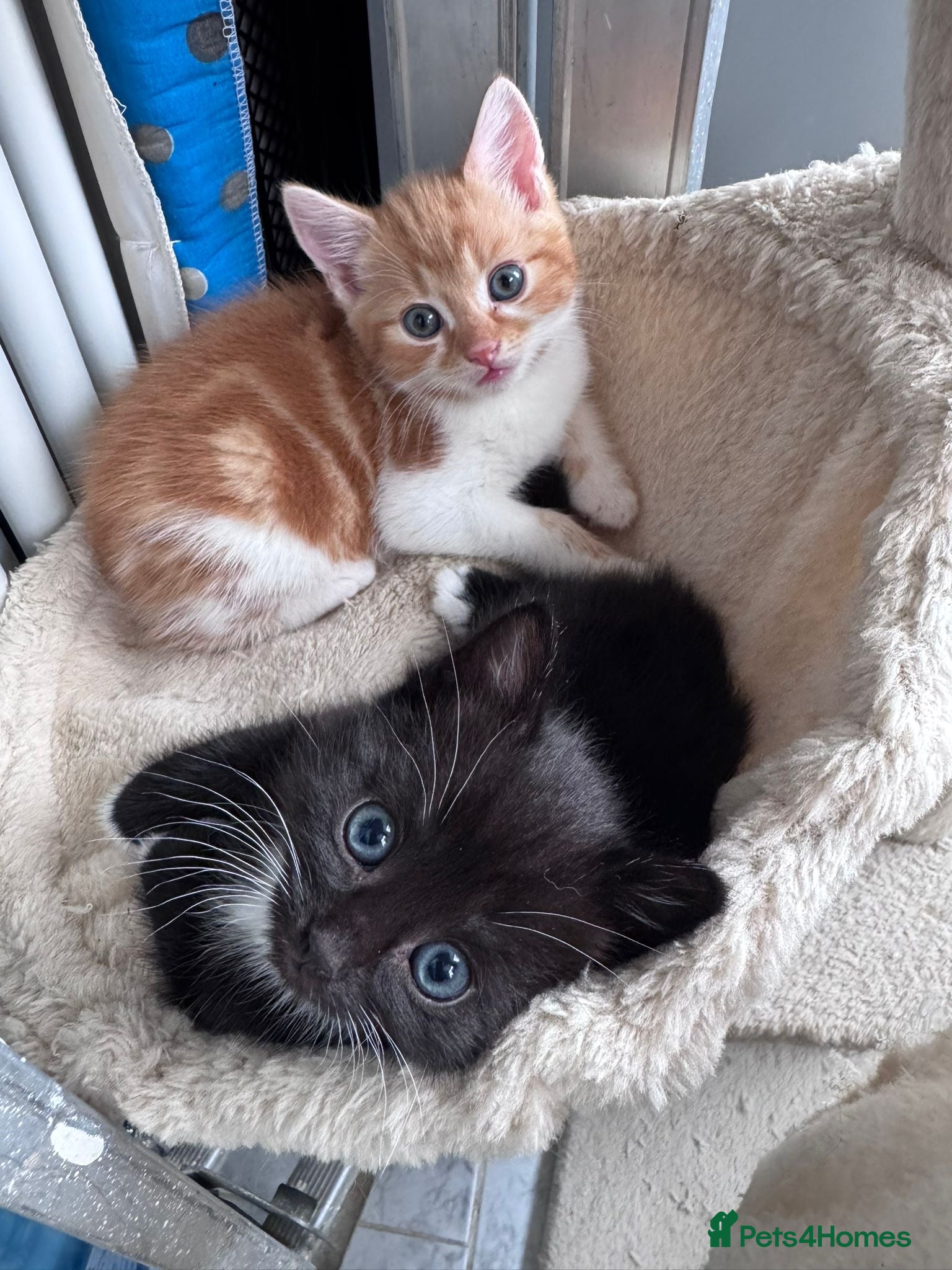 Mixed Breed cats Kitten  - Advert 1