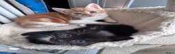 Mixed Breed cats for sale: Kitten  in Dagenham - Advert 1