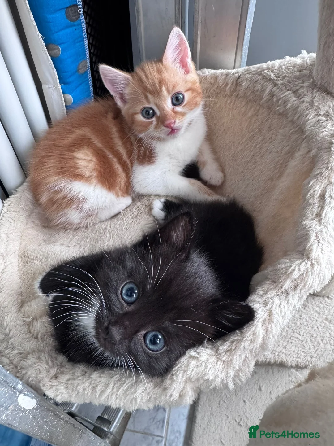 Mixed Breed cats for sale: Kitten  in Dagenham - Advert 1