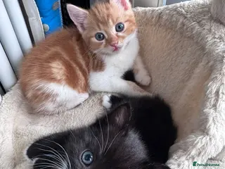 Mixed Breed cats Kitten - Advert 1