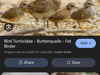 Chickens poultry interested? - Advert 12