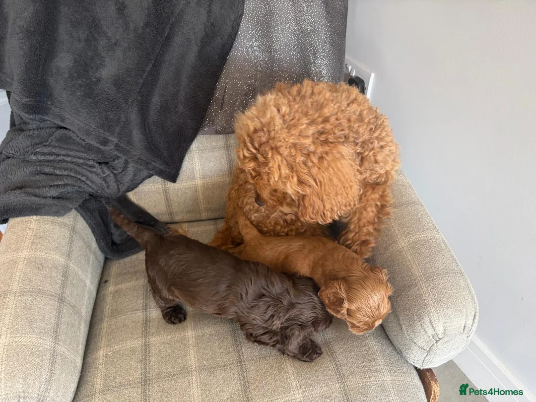 Cockapoo dogs for sale: Two beautiful puppies - Advert 5