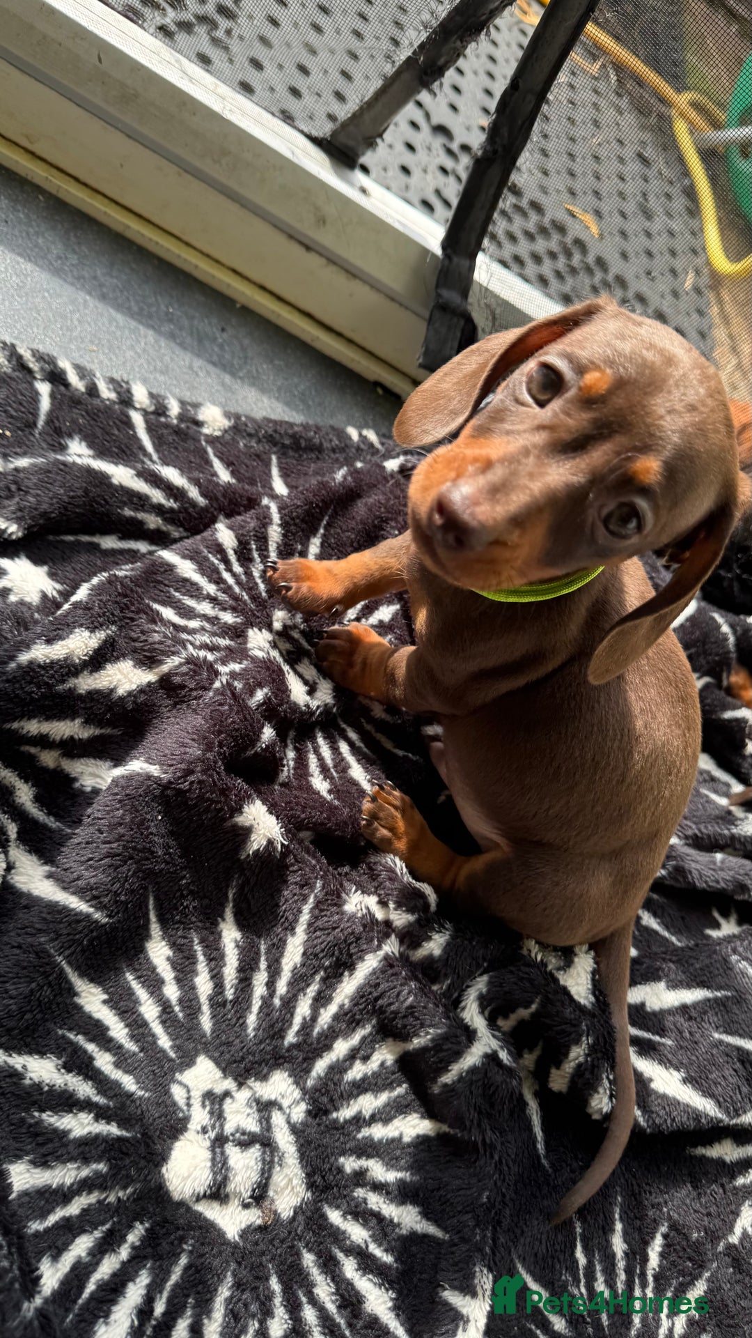 Miniature Dachshund dogs for sale: Miniature Chocolate & Tan Dachshund Quick sale  - Image 5