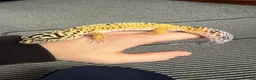 Leopard Gecko reptiles for sale: Leopards  - Advert 3