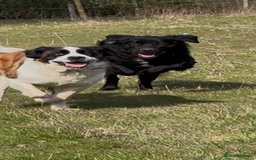 Mixed Breed dogs for sale: Beautiful chow x Newfoundland puppies - Image 7