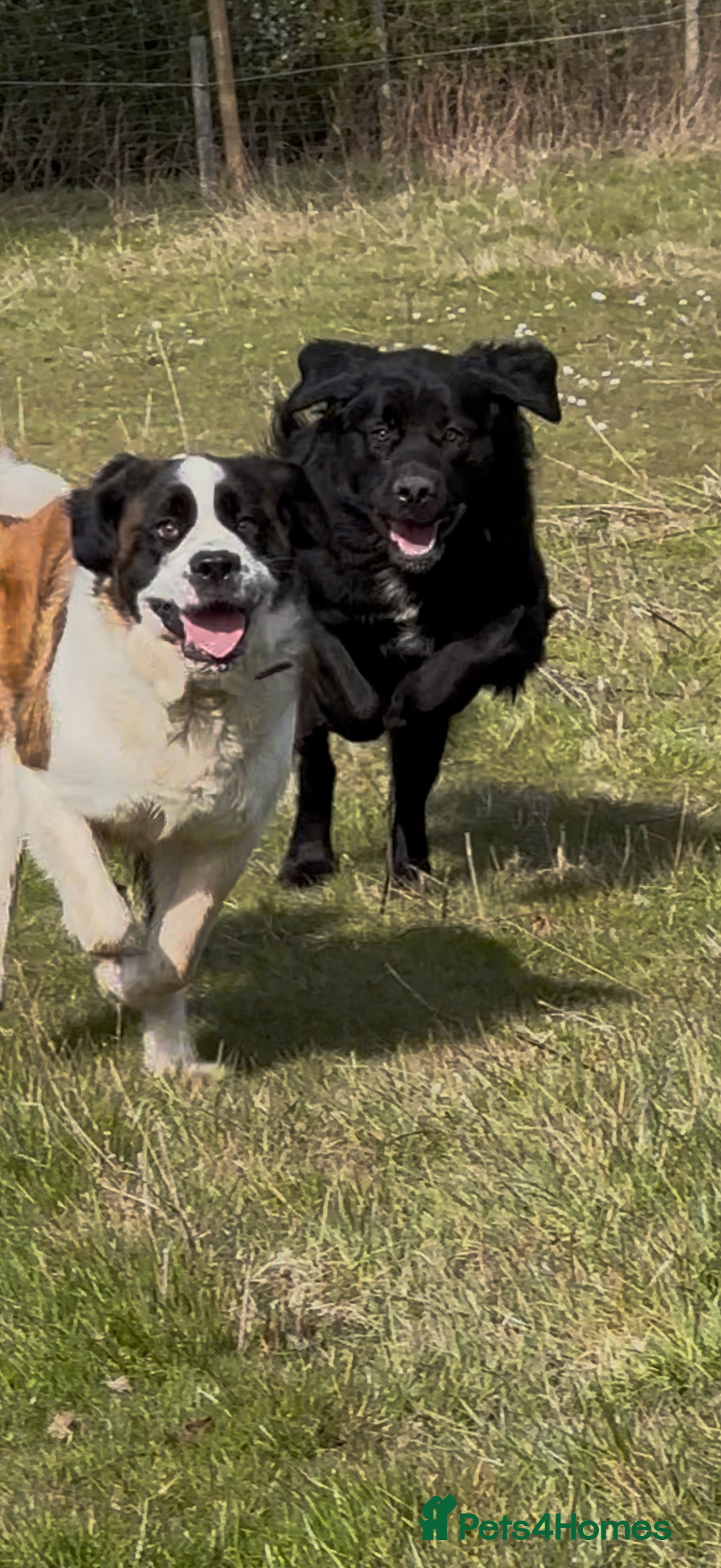 Mixed Breed dogs for sale: Beautiful chow x Newfoundland puppies - Image 7