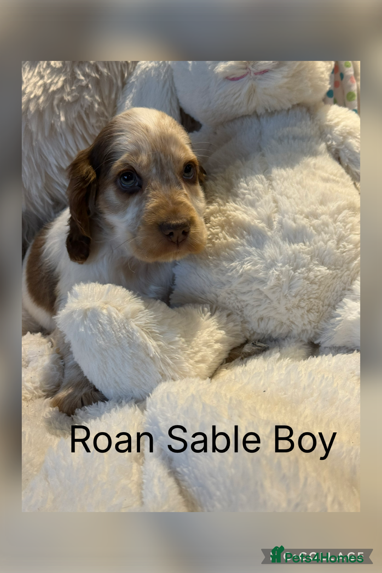 Cocker Spaniel dogs Stunning KC Show Cocker Spaniels - Advert 2