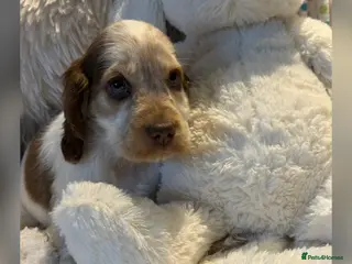 Cocker Spaniel dogs Stunning KC Show Cocker Spaniels - Advert 2