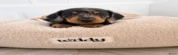 Miniature Dachshund dogs for sale:  🐾 READY NOW full panel health clear kc  - Advert 17
