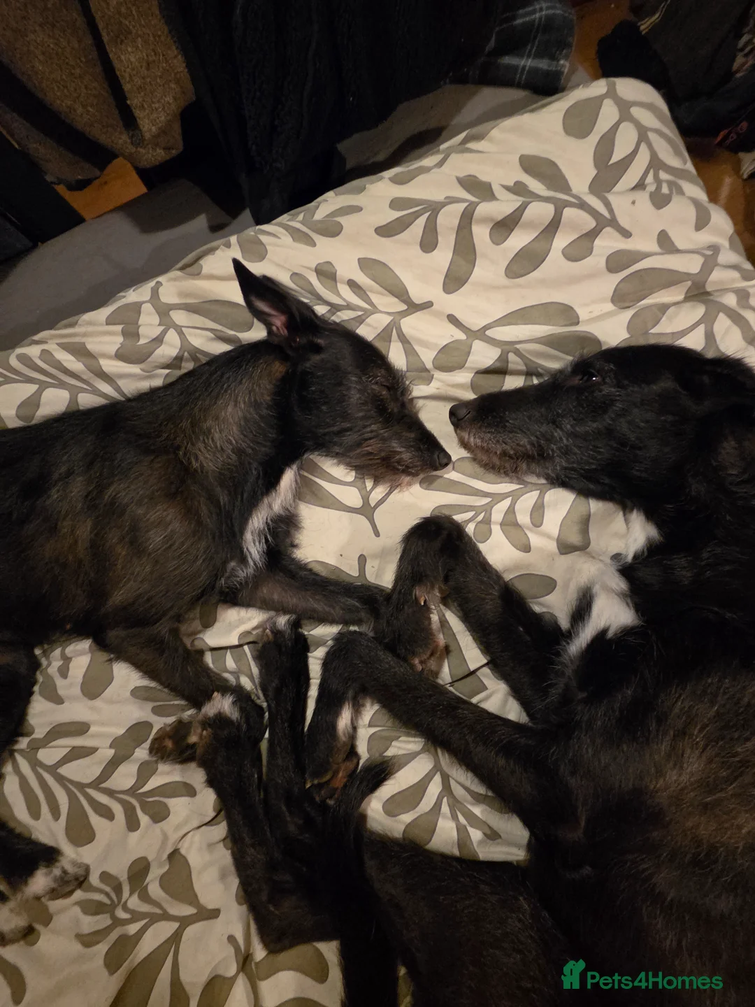 Mixed Breed dogs for sale: Stunning Lurcher Puppies 🐾 - Advert 8