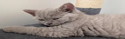 Selkirk Rex cats for sale: 😻 Stunning Selkirk Rex Kittens 😻 - Advert 29