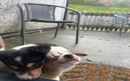 Border Collie dogs for sale: Welsh Red/Tri Coloured Collie Pups For Sale - Image 11