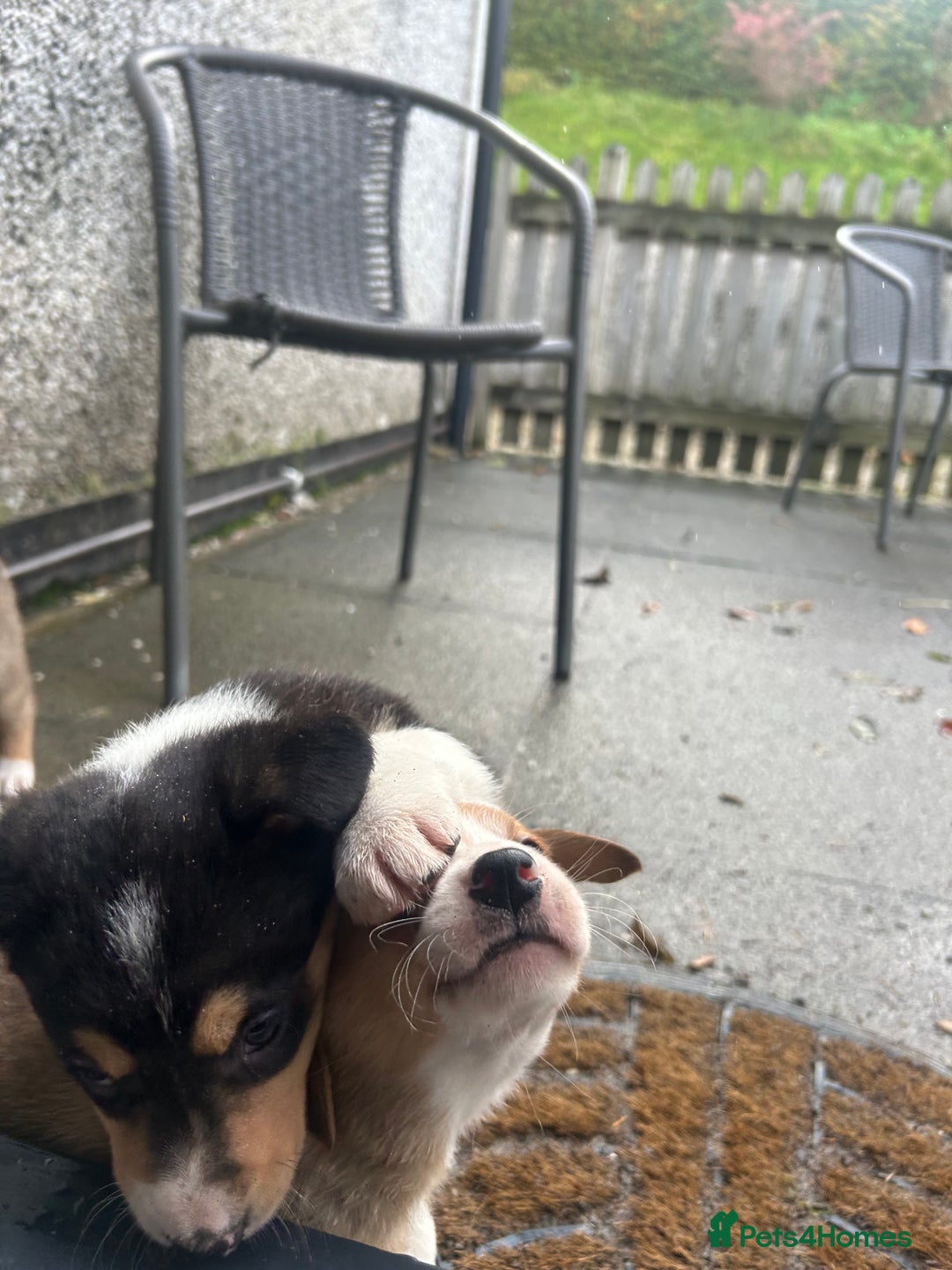 Border Collie dogs for sale: Welsh Red/Tri Coloured Collie Pups For Sale - Image 11