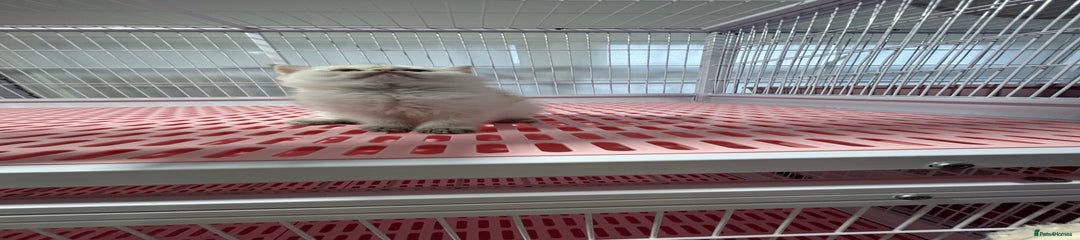 Short hair Minuet long leg  Kitten 3