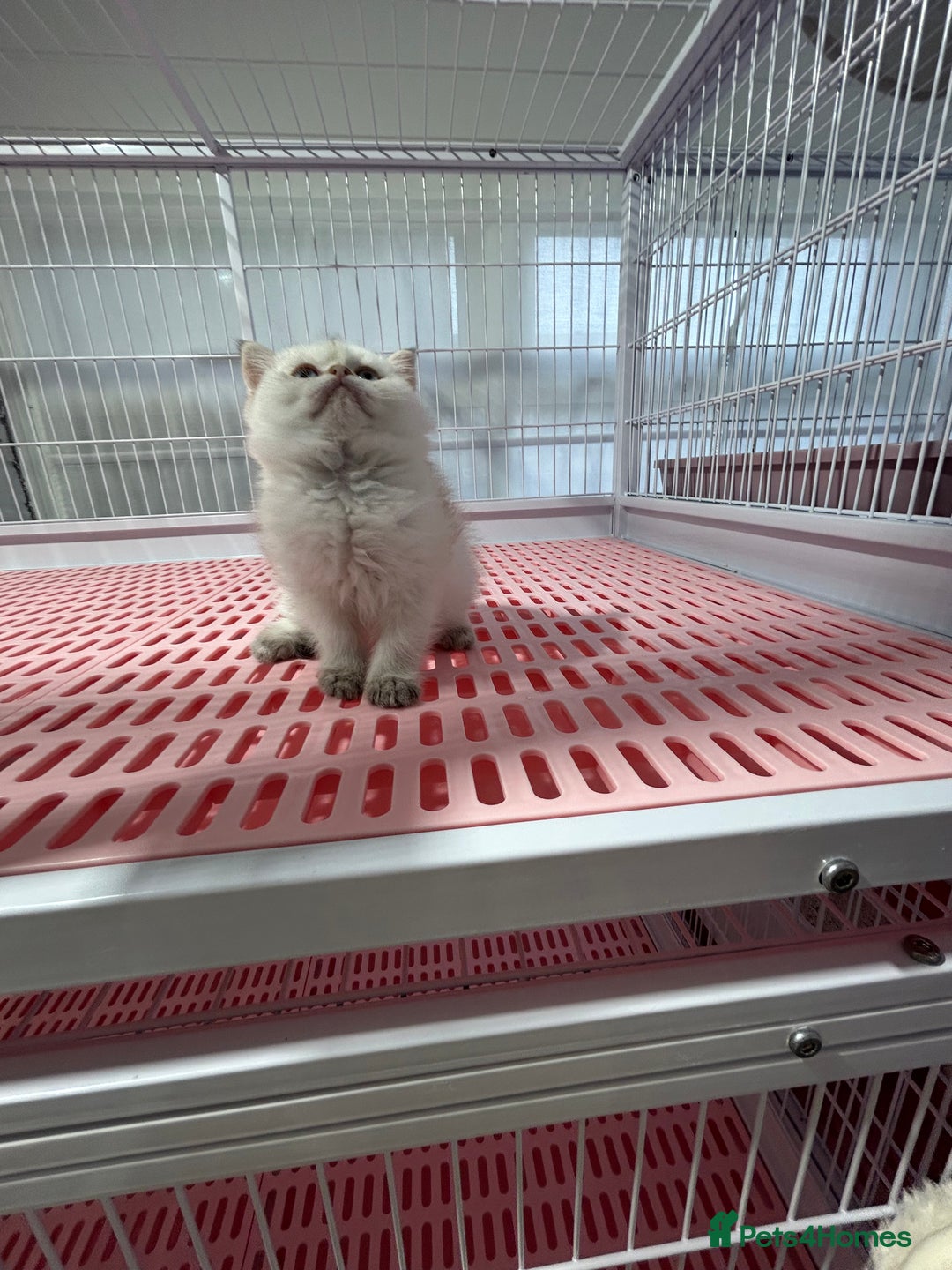 Napoleon cats for sale: Cute longhair long leg minuet - Advert 3