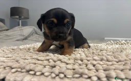 Jack Russell dogs for sale: 5 Beautiful miniature Short legged Jack Russell’s  - Image 7