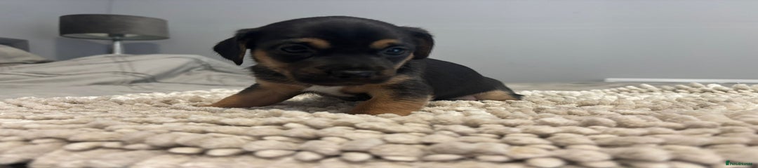 Jack Russell Puppy 2