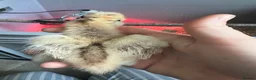 Chickens poultry for sale: Silkie Chicks  in Bedlington - Advert 4