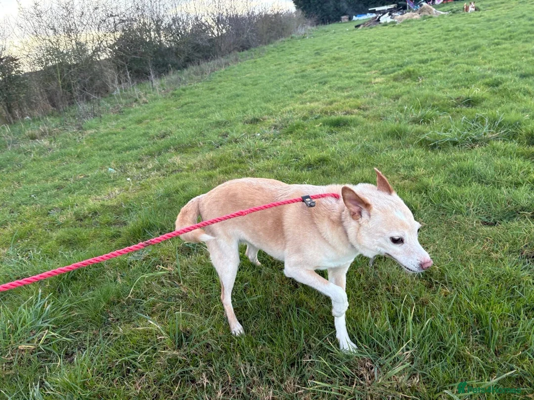 Mixed Breed dogs for adoption: Paddy - Hempnall Norfolk  - Advert 15