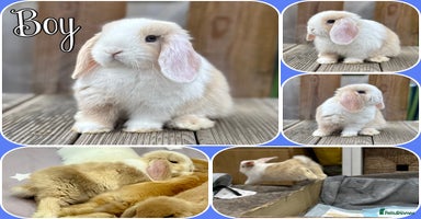 Mini Lop rabbits - Advert 9