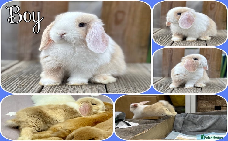 Mini Lop rabbits - Advert 13
