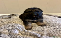 German Shepherd dogs for sale: 6 beautiful German Sheperd puppies  - Image 5
