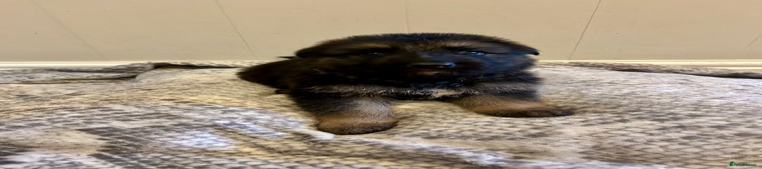 German Shepherd Puppy 4